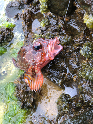 またもやガッシー