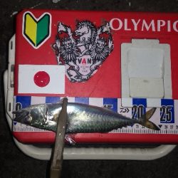 アジング練習　301　夜もサバだらけです