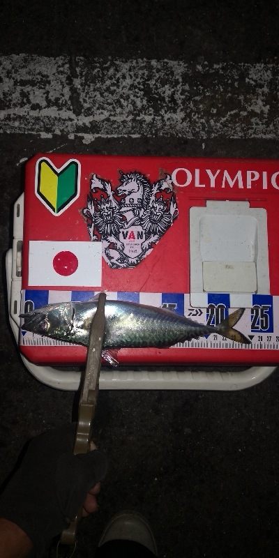 アジング練習　301　夜もサバだらけです