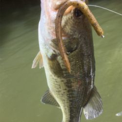 厳しいながらも