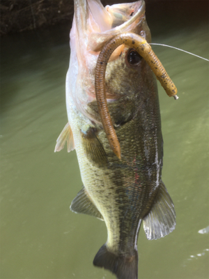 厳しいながらも