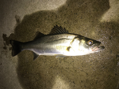 新規ポイント開拓(=ﾟωﾟ)ﾉ