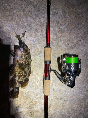 チニングとサバ釣り