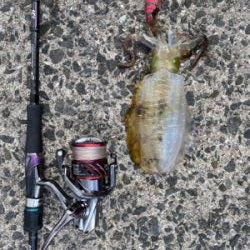 春イカシーズン終わりか？