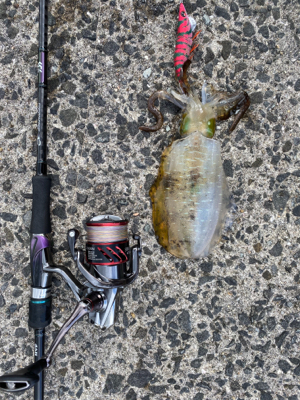 春イカシーズン終わりか？