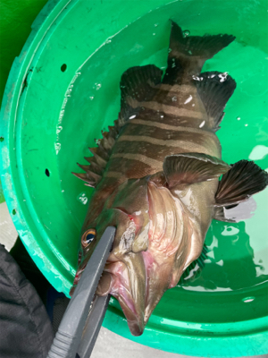 銚子、イワシ泳がせ五目