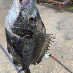 ヘチ釣り　チヌ