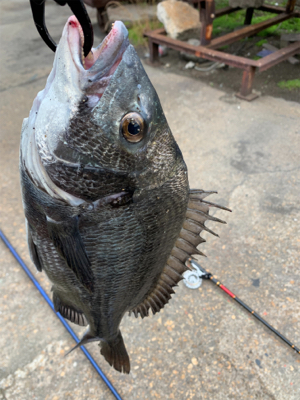 ヘチ釣り　チヌ