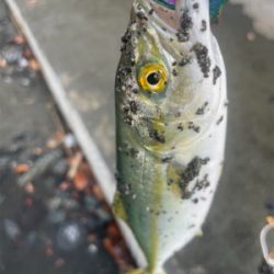 渋いっすね　波足がめっさ長いです