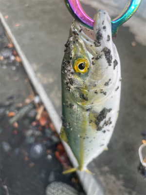 渋いっすね　波足がめっさ長いです