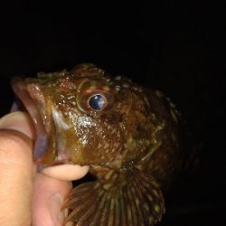 本日のお試しは、イカの塩辛！