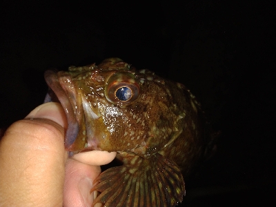 本日のお試しは、イカの塩辛！