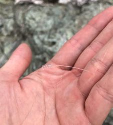 カゴ釣りでタイ!