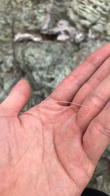 カゴ釣りでタイ!