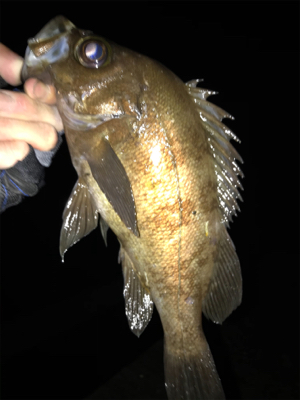 2021ライトゲーム第17戦