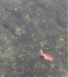 エサ巻きエギングで巨大なコウイカ