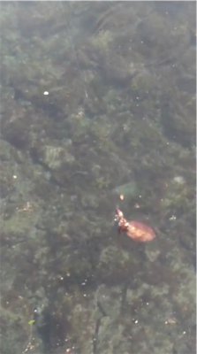 エサ巻きエギングで巨大なコウイカ