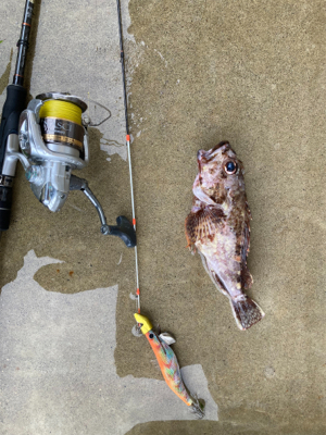 カヤックでティップランエギングにアラカブ