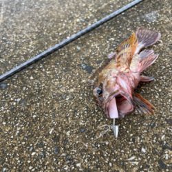 ヘチ釣り リベンジ成功