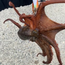 アジ・メバル・タコと満足釣行♪