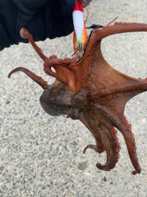 アジ・メバル・タコと満足釣行♪