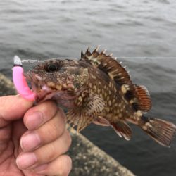 たまには癒されに行こう