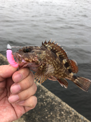 たまには癒されに行こう