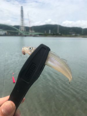 目玉が釣れた！こんな事ある！？