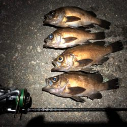 サバから逃げながらのメバリング