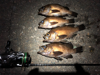 サバから逃げながらのメバリング