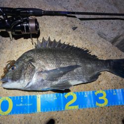 淀川ブリームゲーム