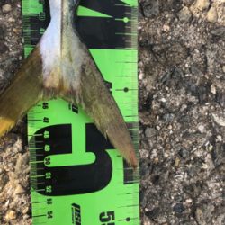 ブリを求めて三千里