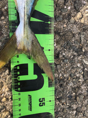 ブリを求めて三千里