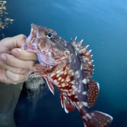 ガシリングレッド!!