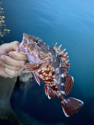 ガシリングレッド!!