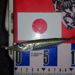 アジング練習　303　椅子を忘れました