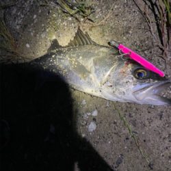 シーバスの聖地?