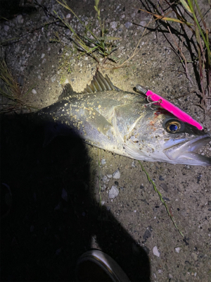 シーバスの聖地?