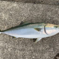 メーターサワラ、ブリ