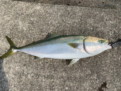 メーターサワラ、ブリ