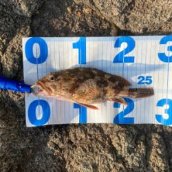 ガシラ自己記録更新尺over30.5cm