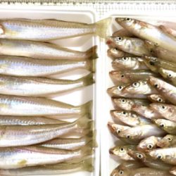 ちょい投げキス釣りシーズン