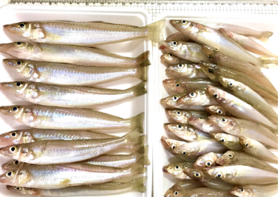 ちょい投げキス釣りシーズン