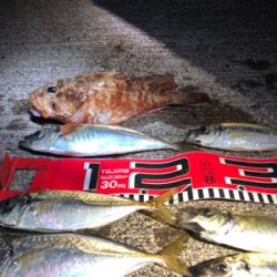 アジ釣れてますよ〜