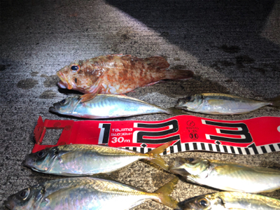 アジ釣れてますよ〜