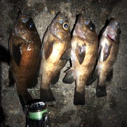 メバリングでダイエット