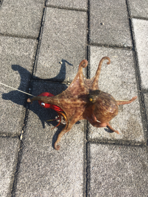 新子マダコ低活性、中々と手強い今朝。。