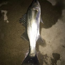 サイズが伸びない(>_<)