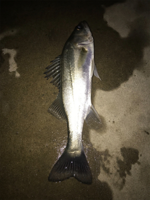 サイズが伸びない(>_<)