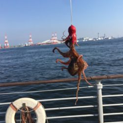 朝イチは豆サバだらけ。タコは成長途上中。。。